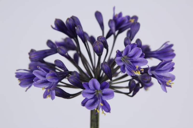 Kvetinárstvo Orchidea - Agapanthus-intermedius-dark-blue