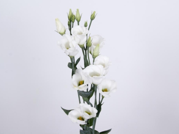 eustoma piccolo white